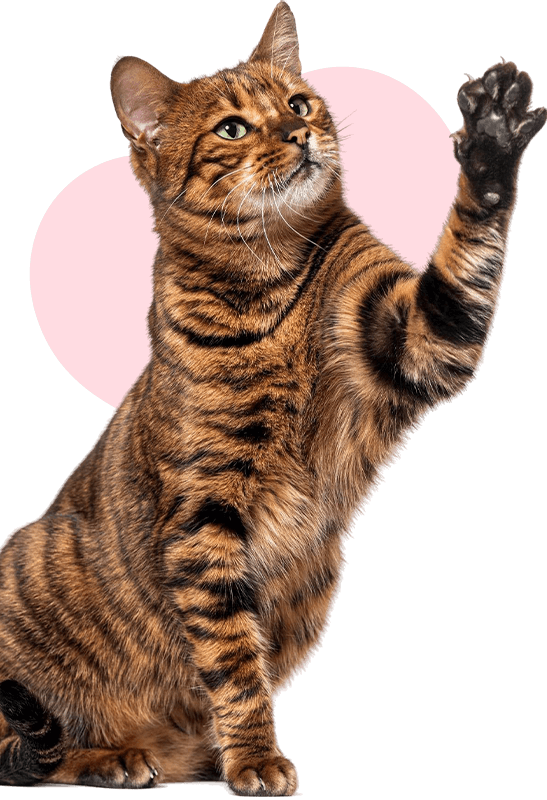 toyger cat raising his paw