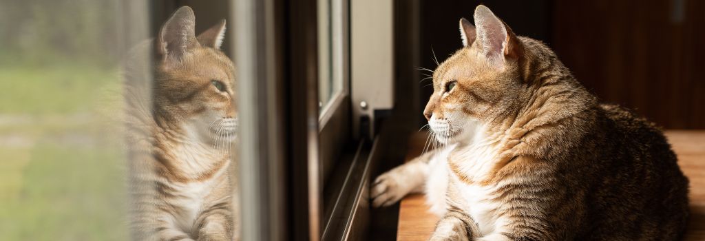 cat perched on a window sill gazing outside through the glass