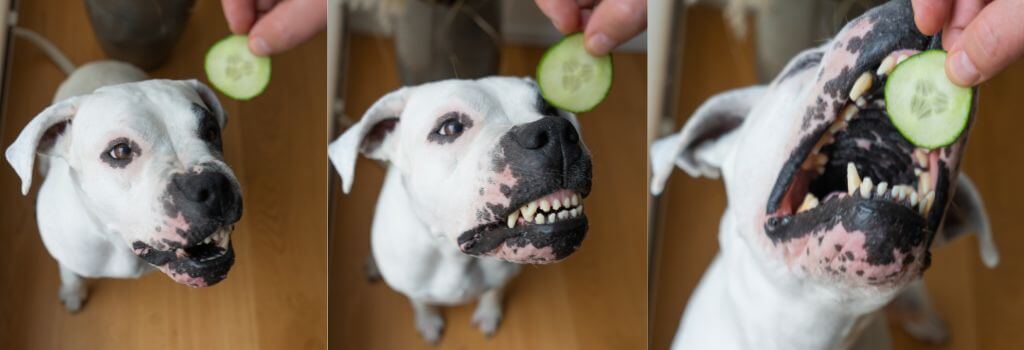 dog happily munching on a fresh cucumber in a sunny outdoor setting