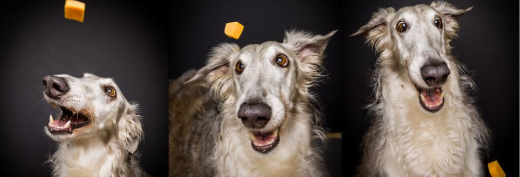 three dogs gaze intently at a piece of cheese on the ground