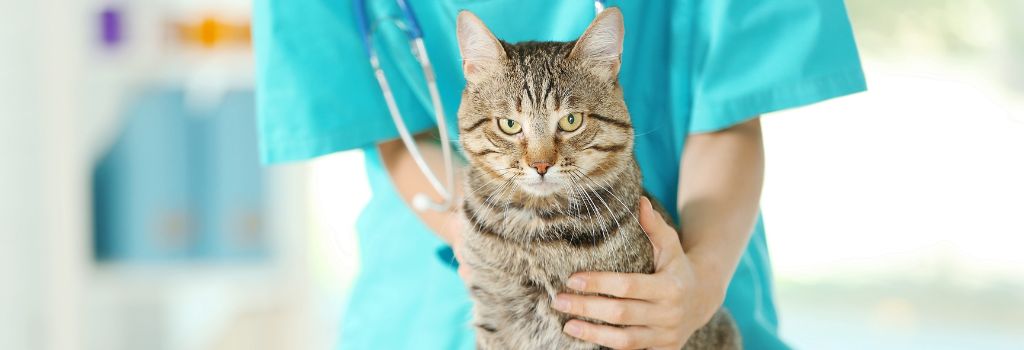 veterinarian in a blue shirt gently holds a cat smiling at the camera