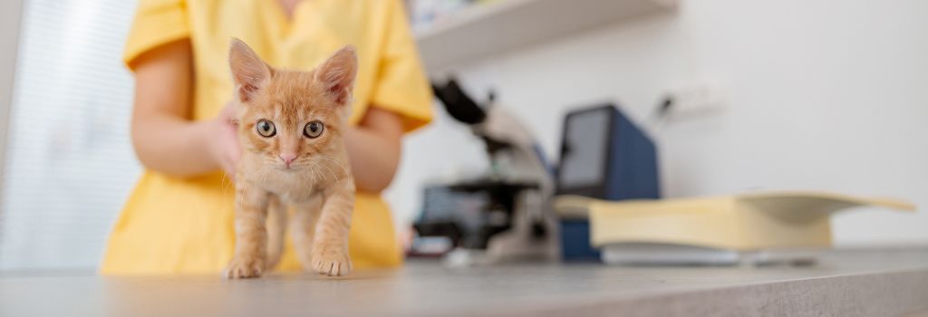 veterinarian in a yellow shirt holds a small orange kitten smiling gently at the camera