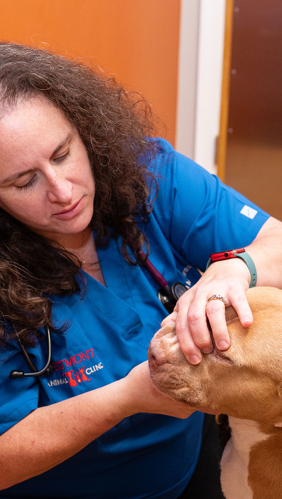 Dr. Lisa doing a dental exam to a dog