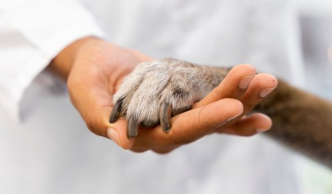 Maximizing Canine Health: The Importance of Lab Work Through Your Dog's Life