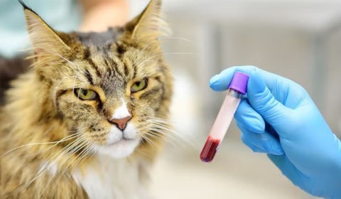 Feline Baselines & Blood Work: How Knowing Your Cat&rsquo;s &ldquo;Normal&rdquo; Can Lead to Better Health Outcomes