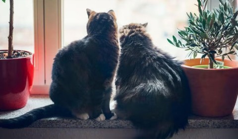 Why Indoor Cats Need Vaccines and Preventative Care, Too!