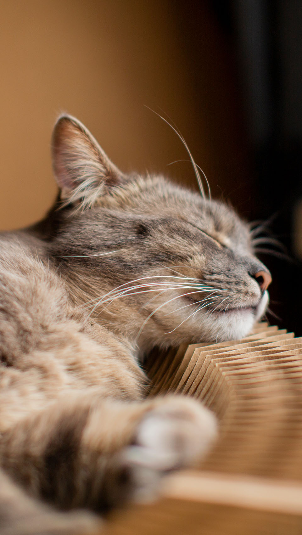 sleepy beautiful cat