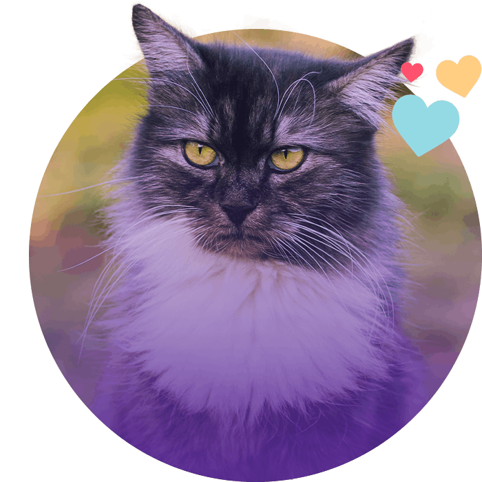 fluffy cat looking away