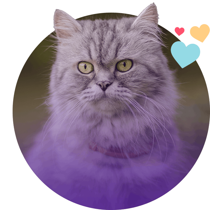 gray furry cat with green eyes