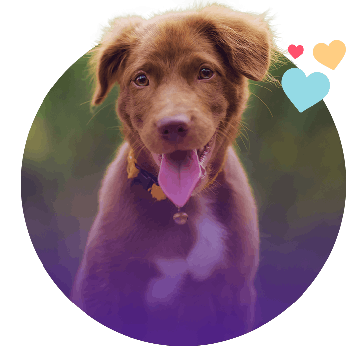 smiling puppy running and looking at the camera