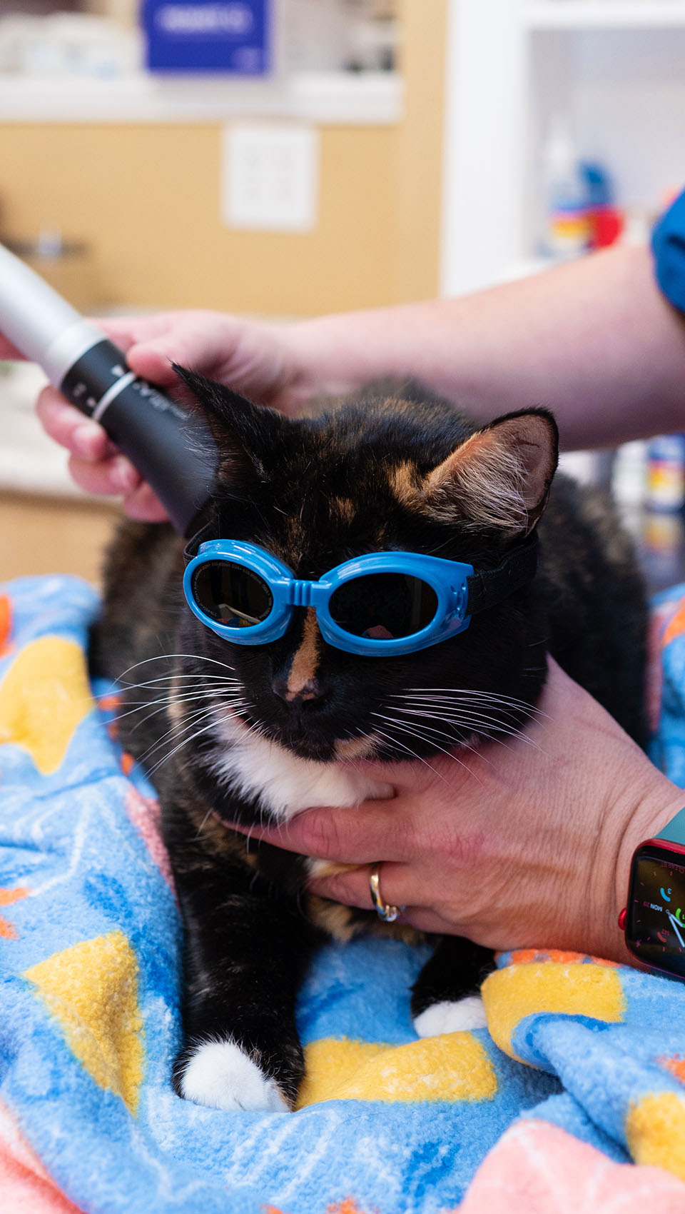 cat receiving laser therapy