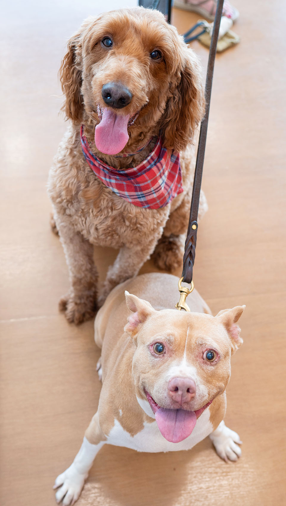 dogs at Westmonte Animal Clinic