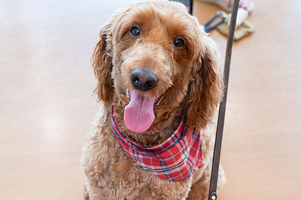 brown dog at westmonte animal clinic