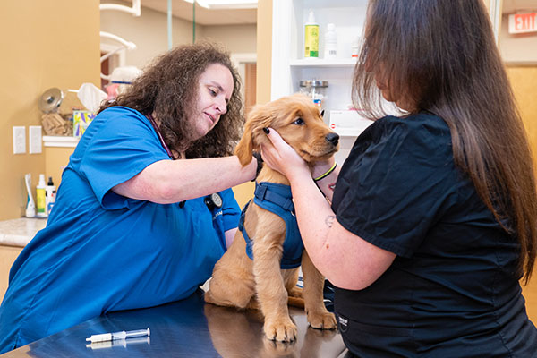 dr lisa checking dog at westmonte