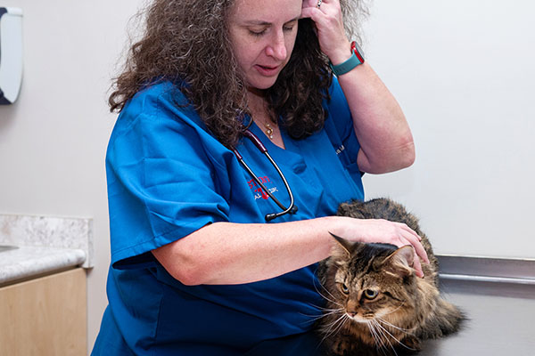 dr lisa checking tabby cats skin