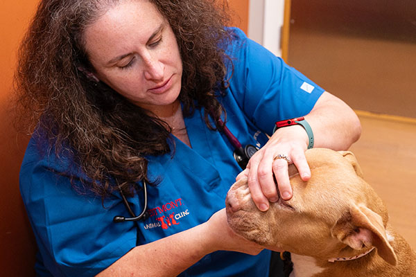 dr lisa doing dental exam to a brown dog