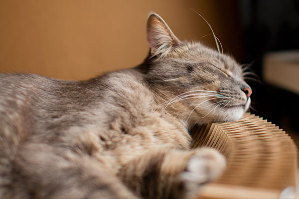 sleepy beautiful tabby cat