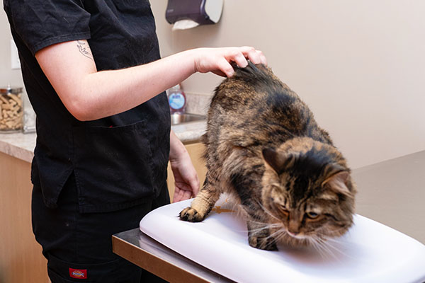 vet examining tabby cat for surgery