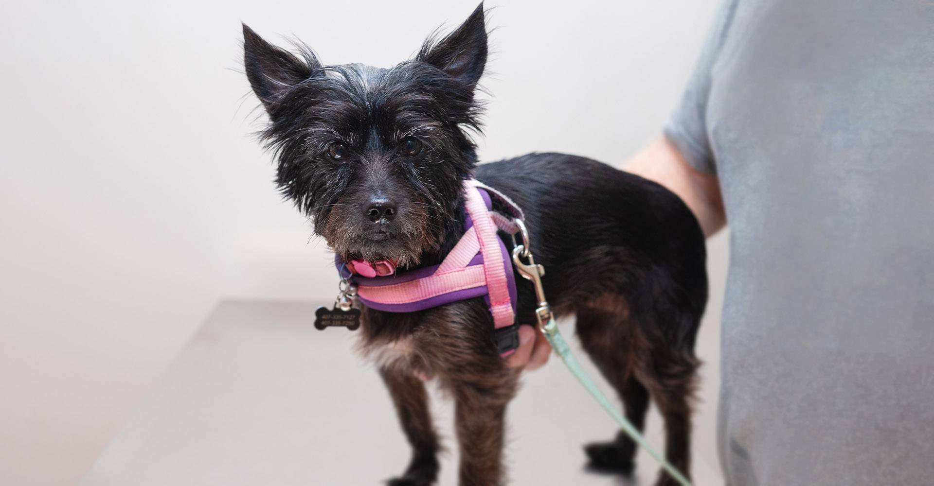 small black dog wellness exam westmonte animal clinic