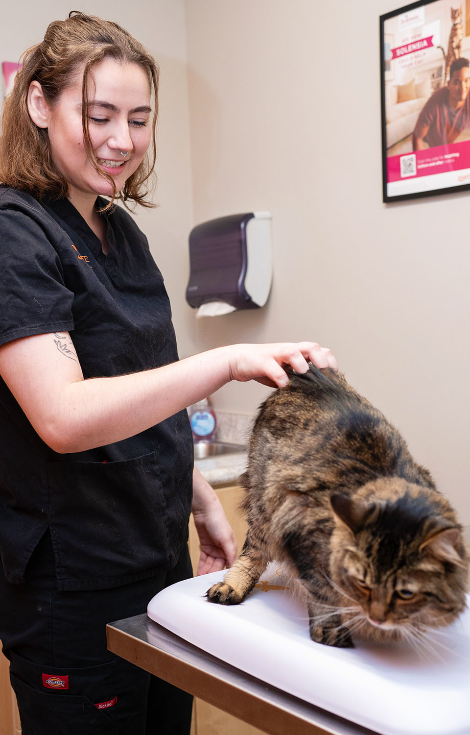 vet assistant checking brown cat