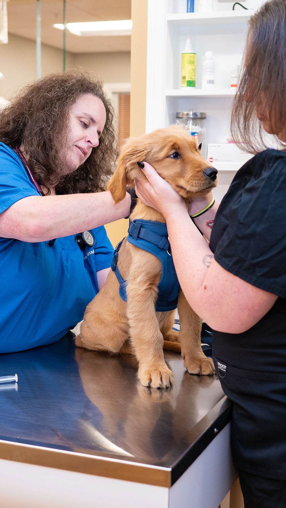 Dr. Matagrano checking dog with a stethoscope