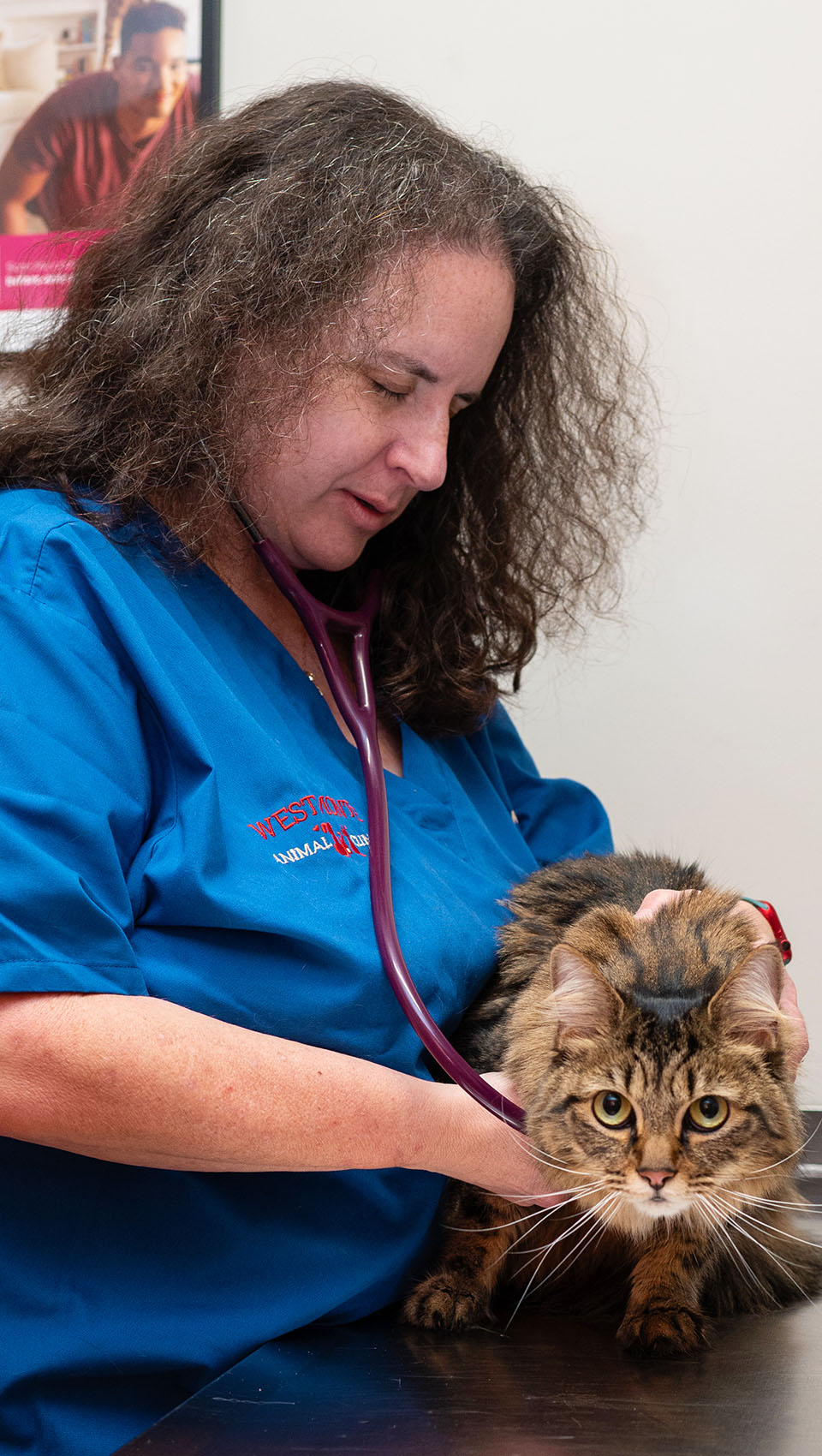 Dr. Matagrano checking cat with a stethoscope