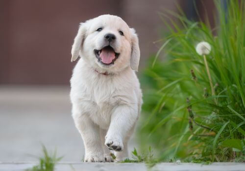 dog puppy care dog puppy care