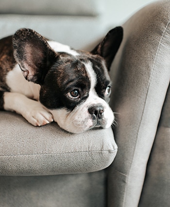 A Bored French Bulldog Lying Down And Resting On Sofa Looking Outside