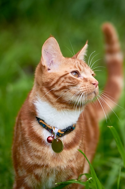 An orange cat walking outside through the grass.