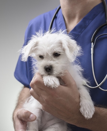 Veterinarian Doctor Examining A Maltese Puppy