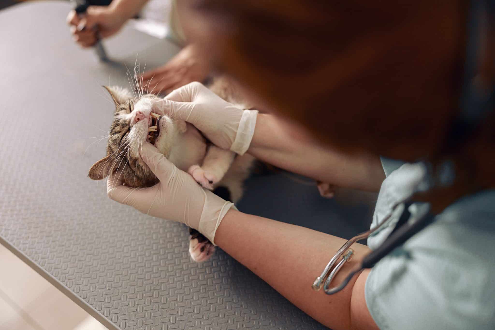 Veterinarian Examines Teeth Of Cute Cat At Table In Modern Hospital
