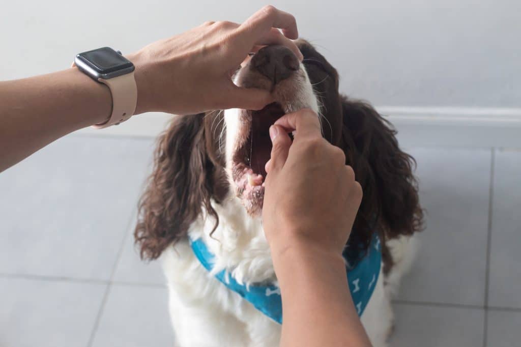 Owner Giving Medication To His Dog Undergoing Thyroid Treatment