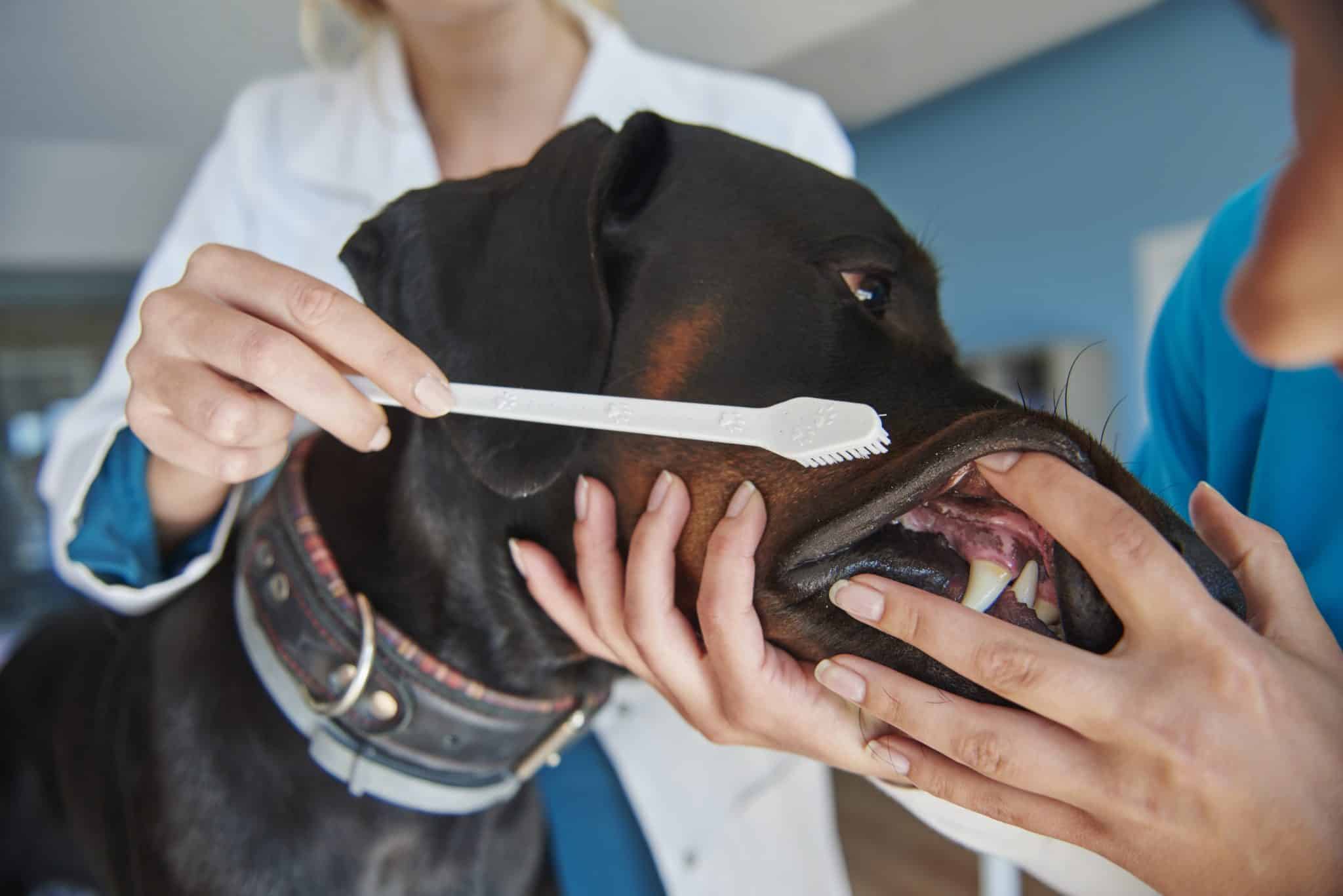 Dog getting it's teeth cleaned at Westmonte Animal Clinic