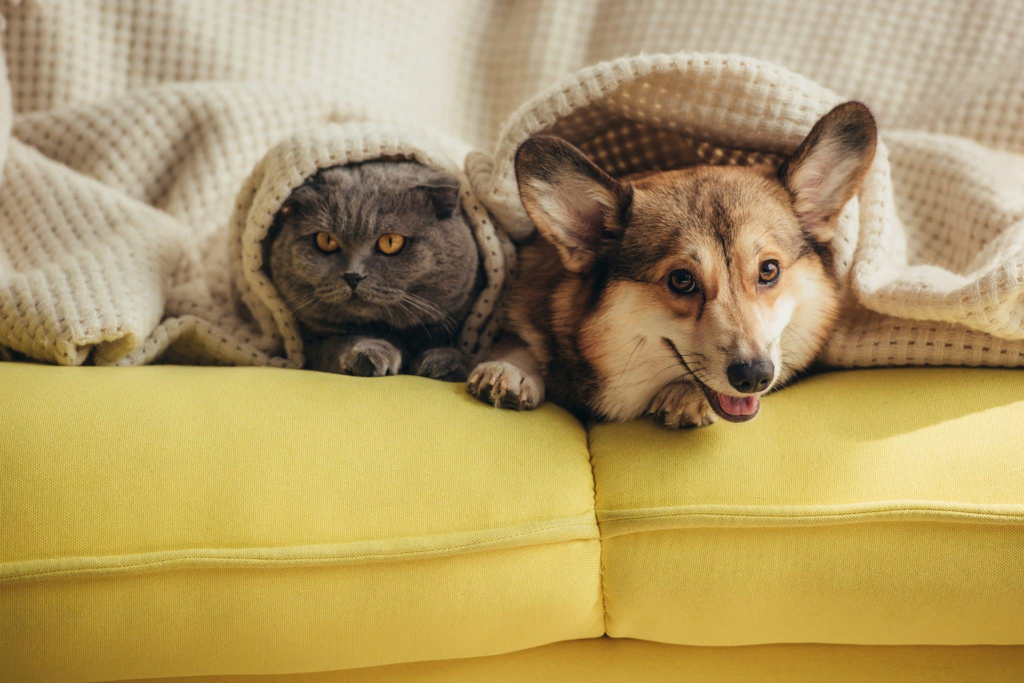 Cat and dog lying together on a couch while under a blanket