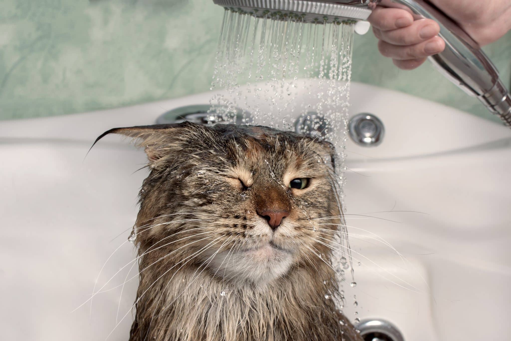 cat taking a flea bath