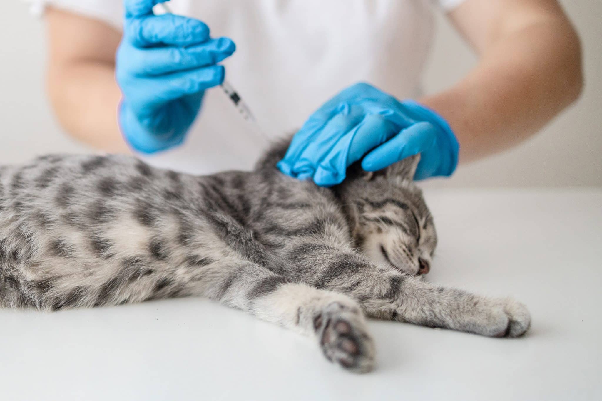 Cat being vaccinated at Westmonte Animal Clinic