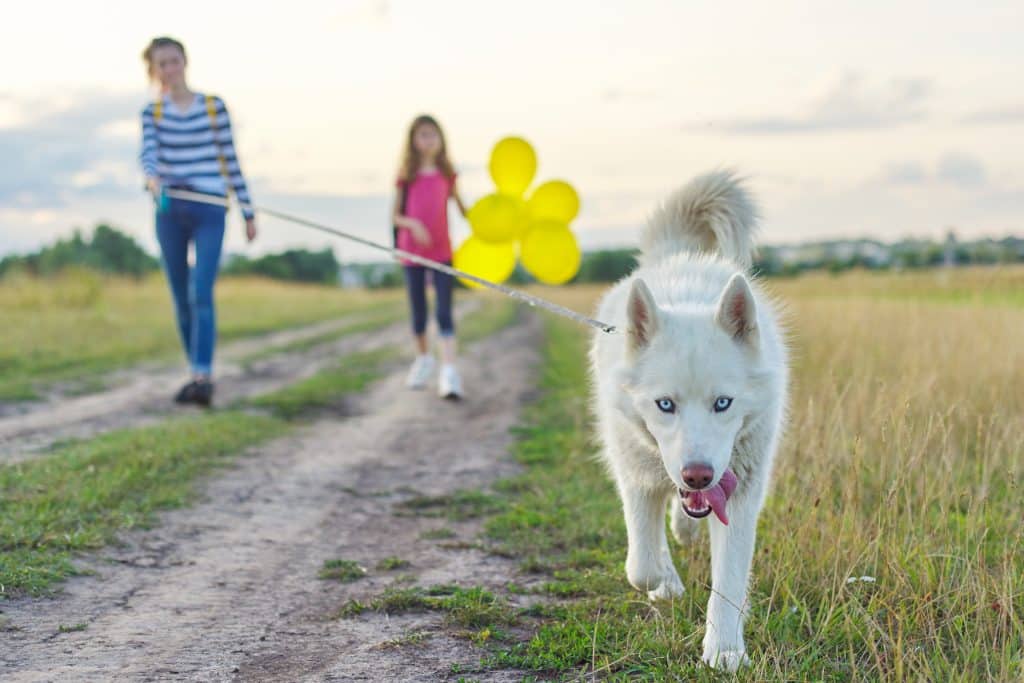 Children walking their dog in Longwood, FL