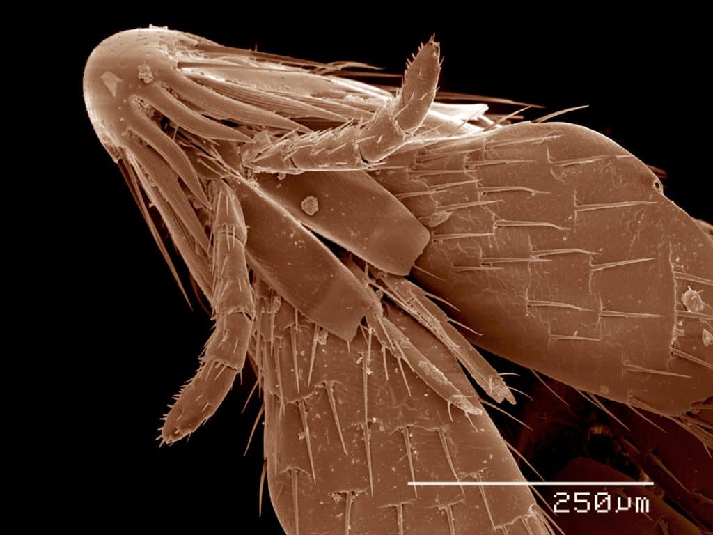 Head And Mouth Parts Of Flea, Siphonaptera Sem
