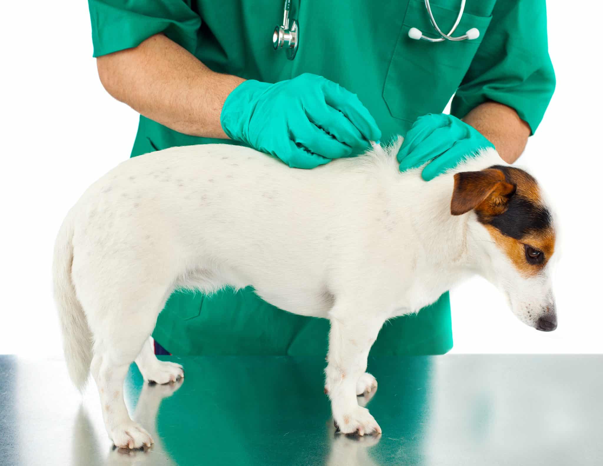 dog receiving flea treatment at vet's office