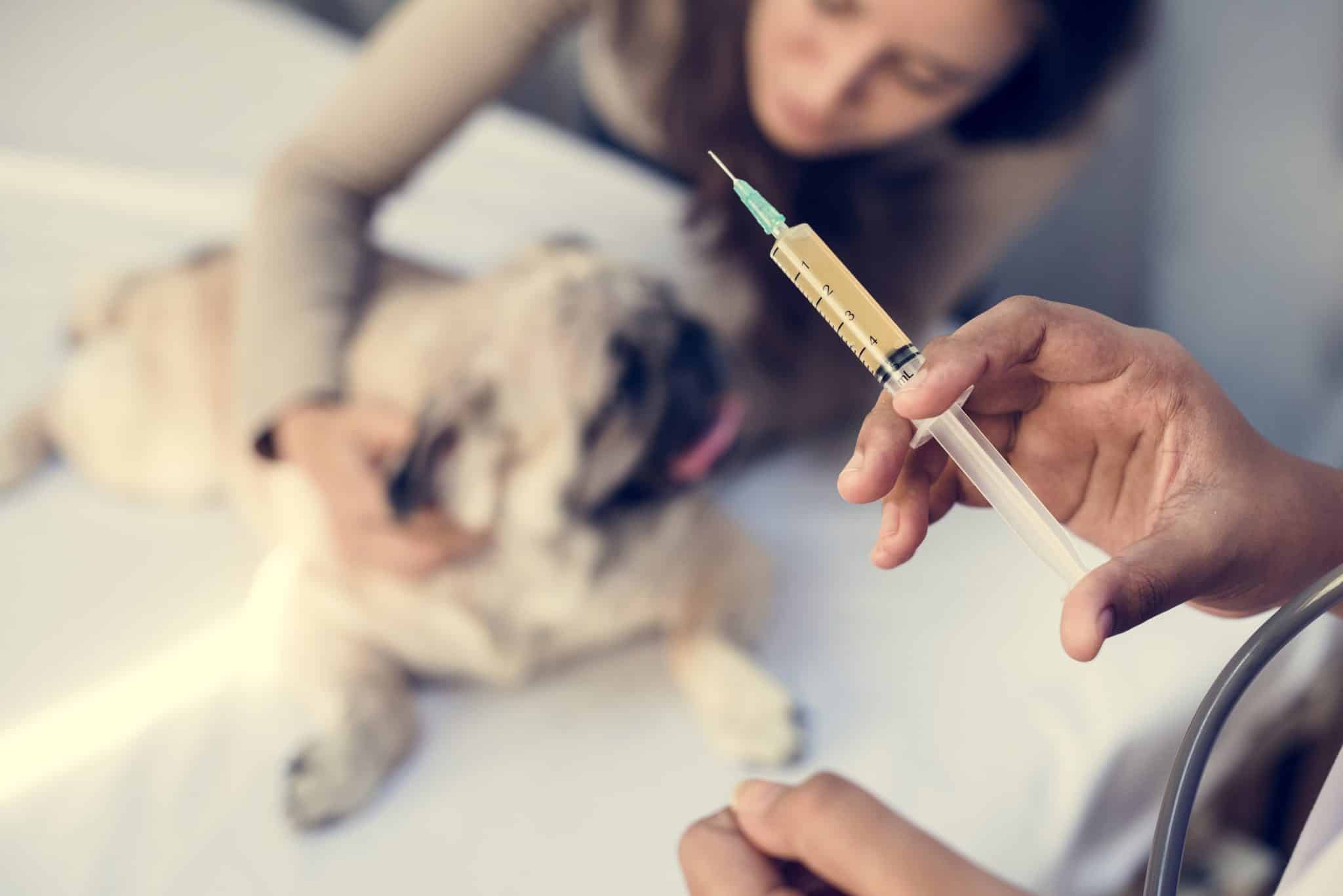 Dog being vaccinated at Westmonte Animal Clinic