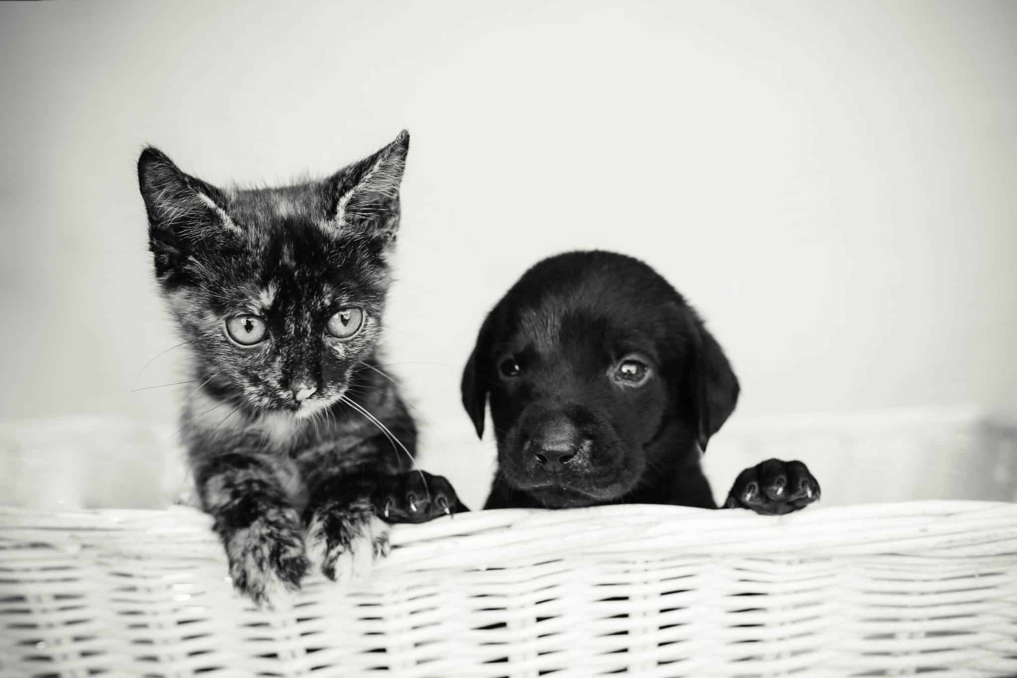 A young kitten and puppy in a white basket