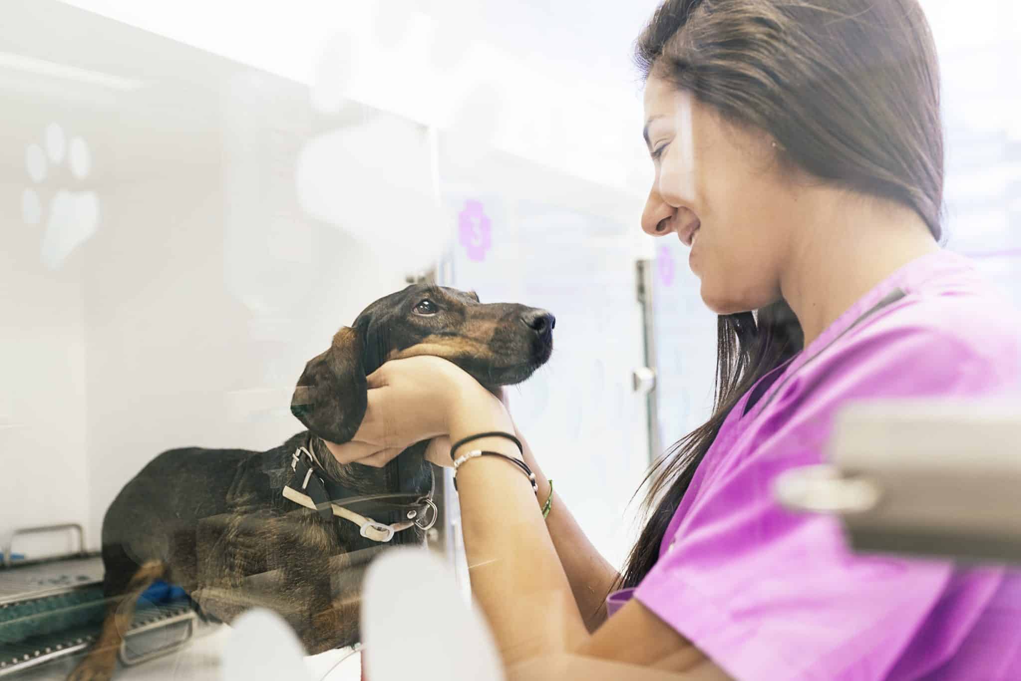 a Maitland veterinarian examining a dog
