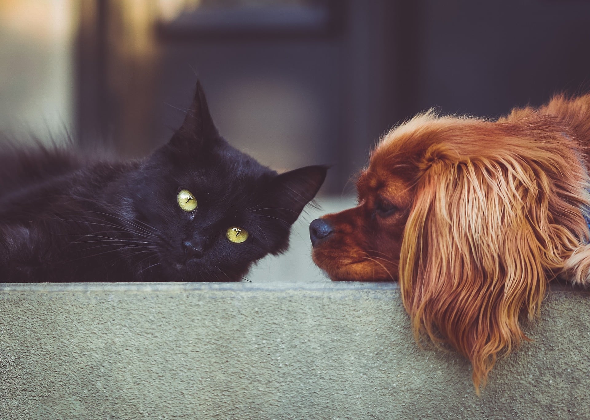 A cat and dog rest peacefully together