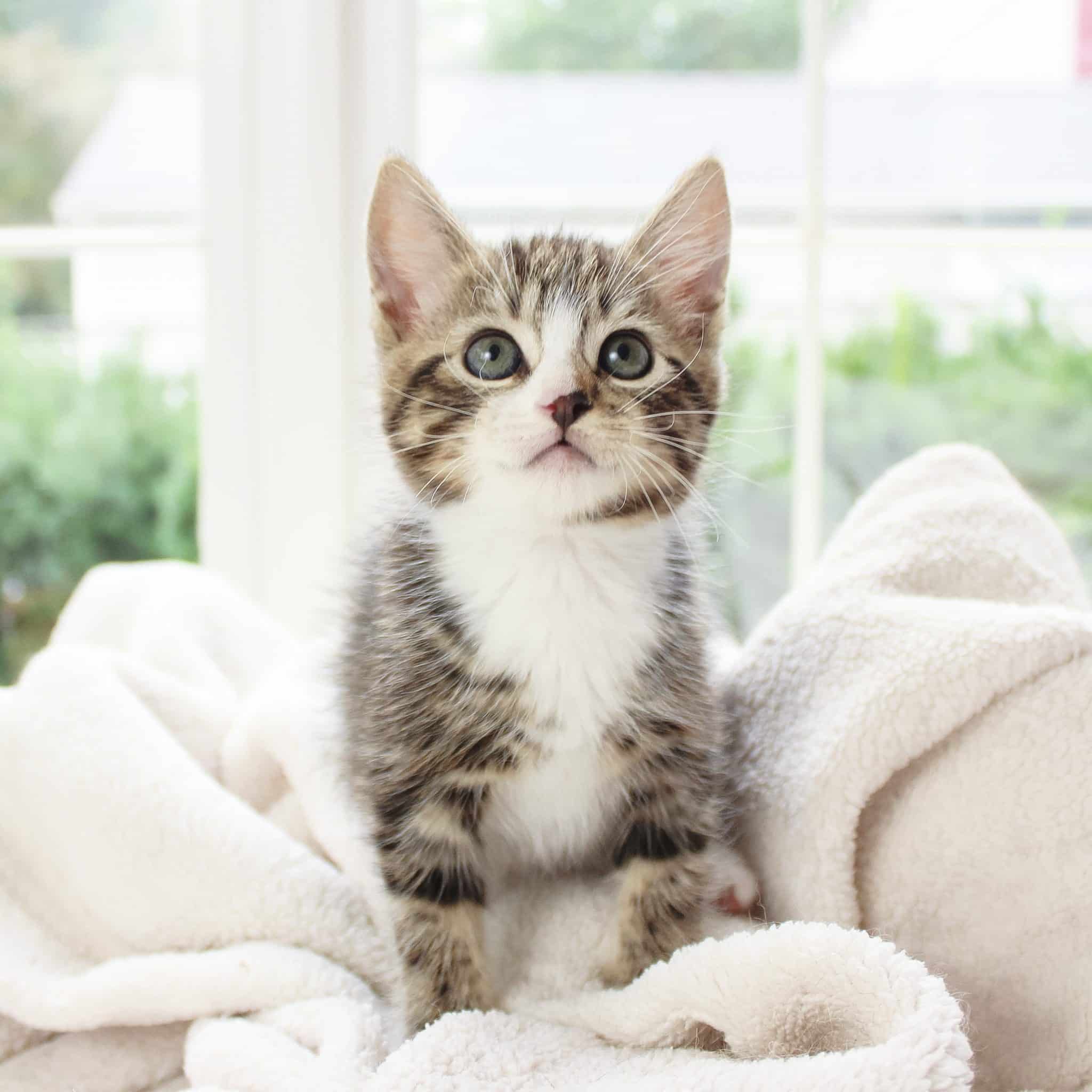 striped kitten on white towel