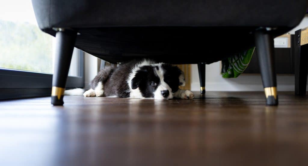 Dog Hiding Under Sofa At Home