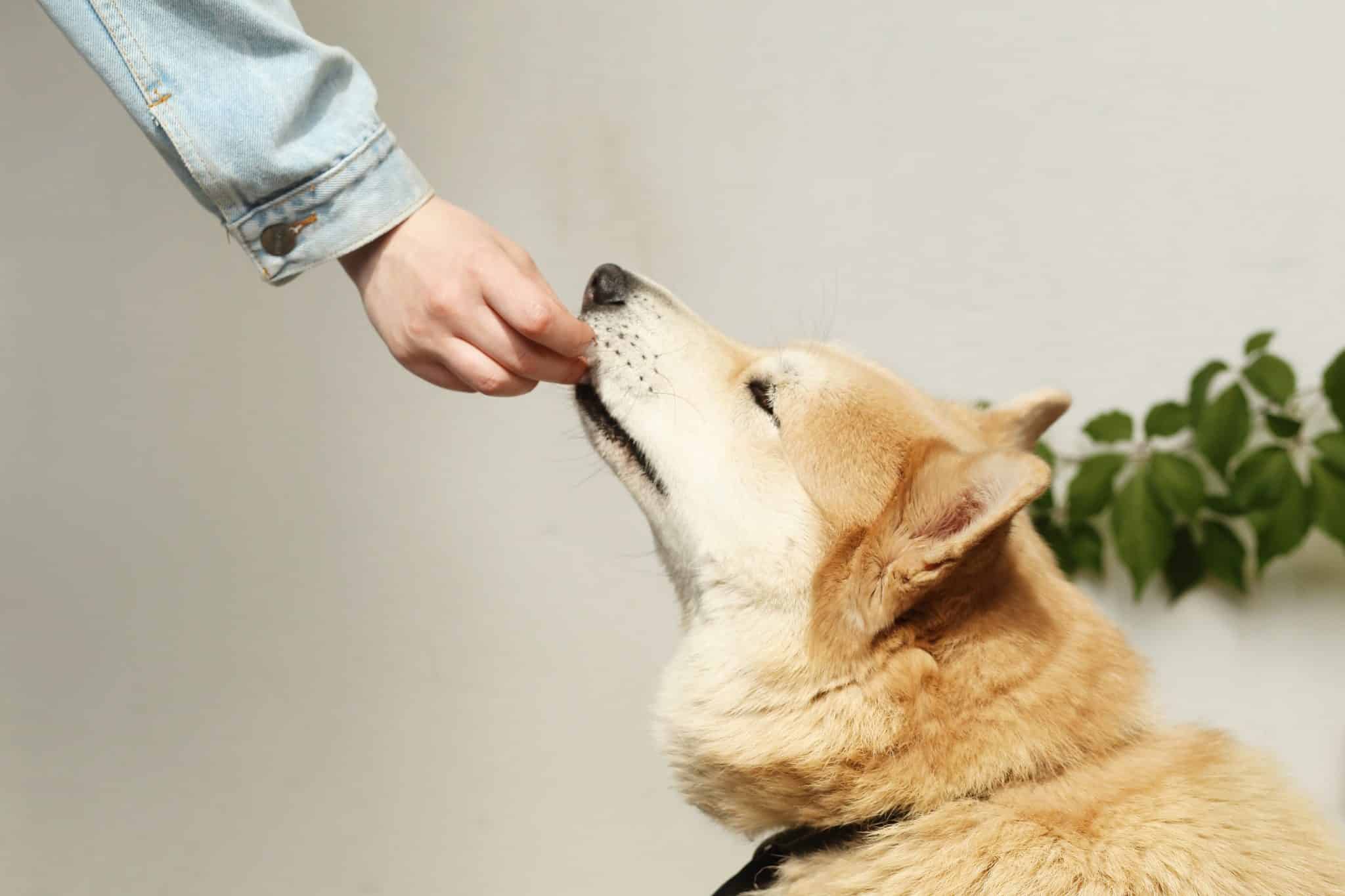 Hand Feeding Shiba Inu Dog