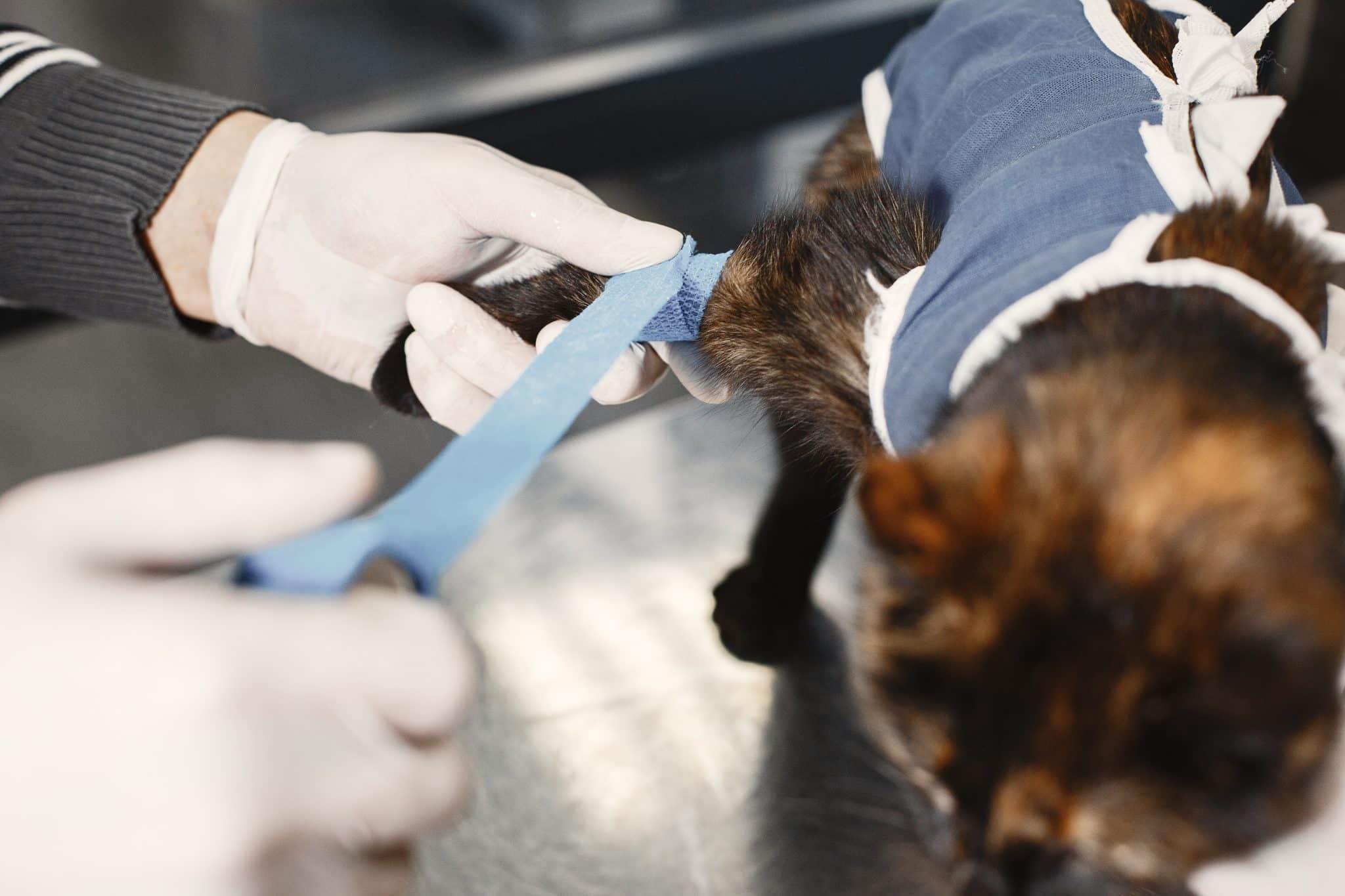 vet tech putting bandage on cat's leg
