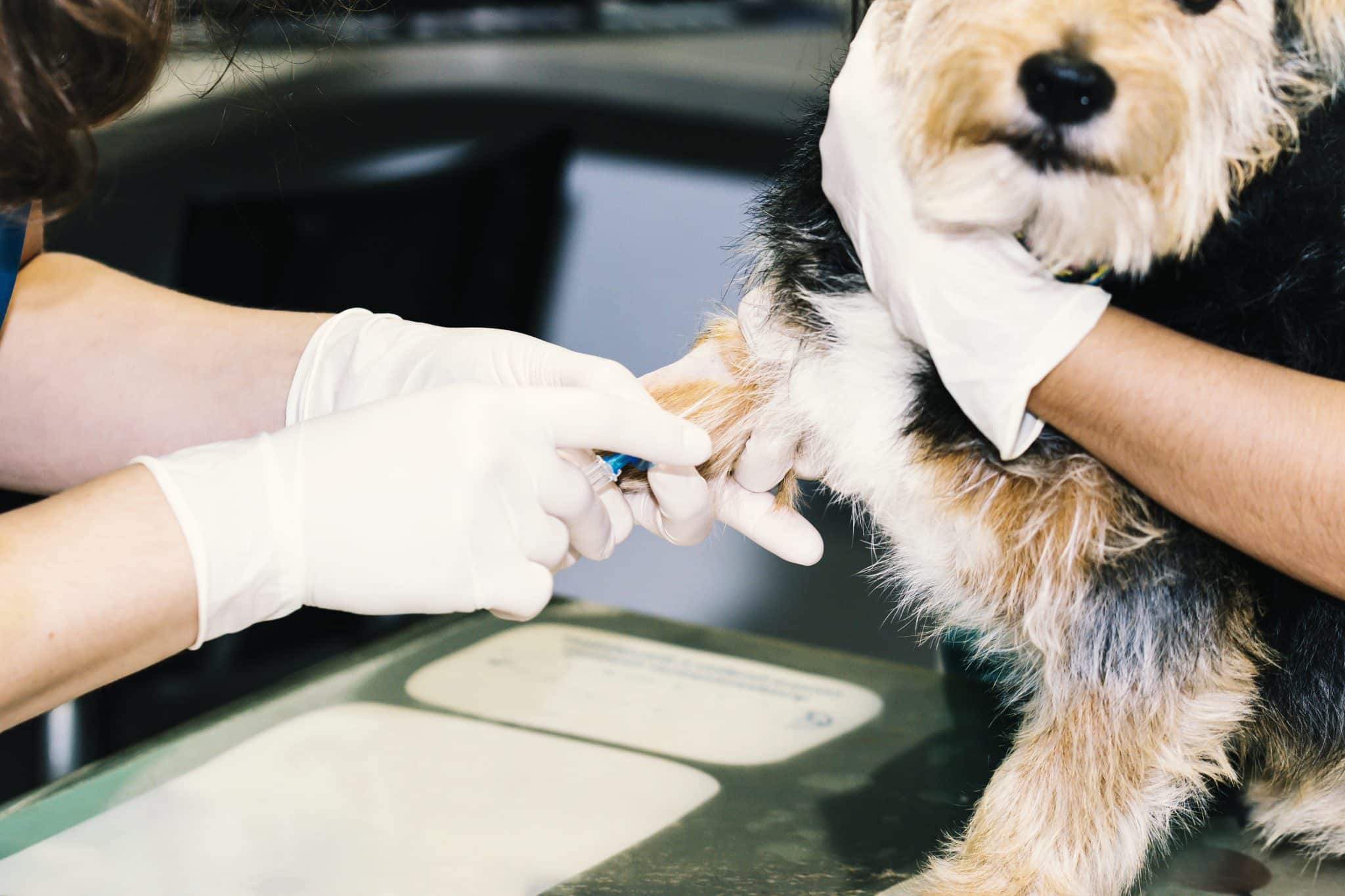 Veterinarian drawing blood from small dog