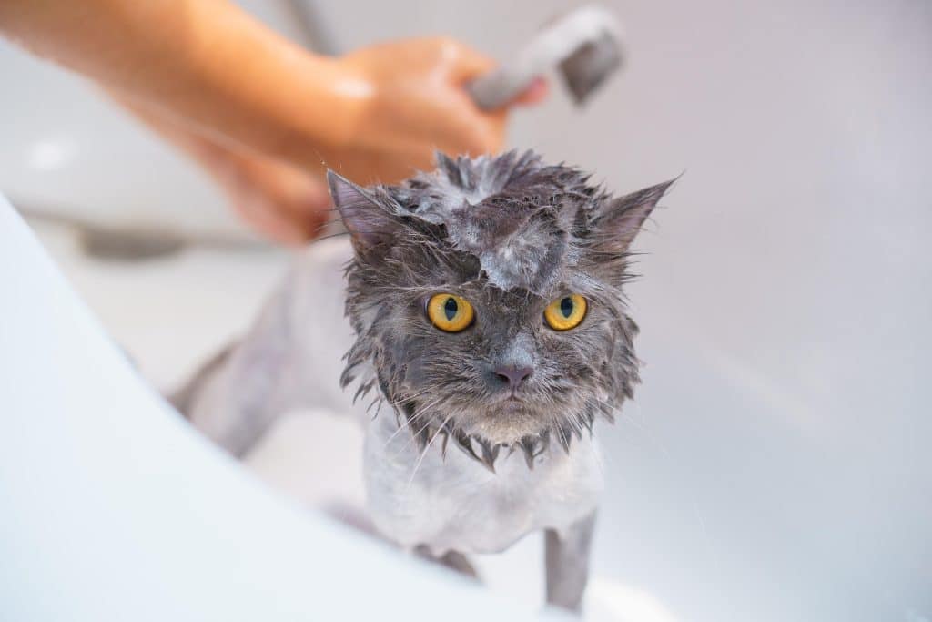 Do Cats Need Baths? (a grumpy gray cat receives a bath in the tub)