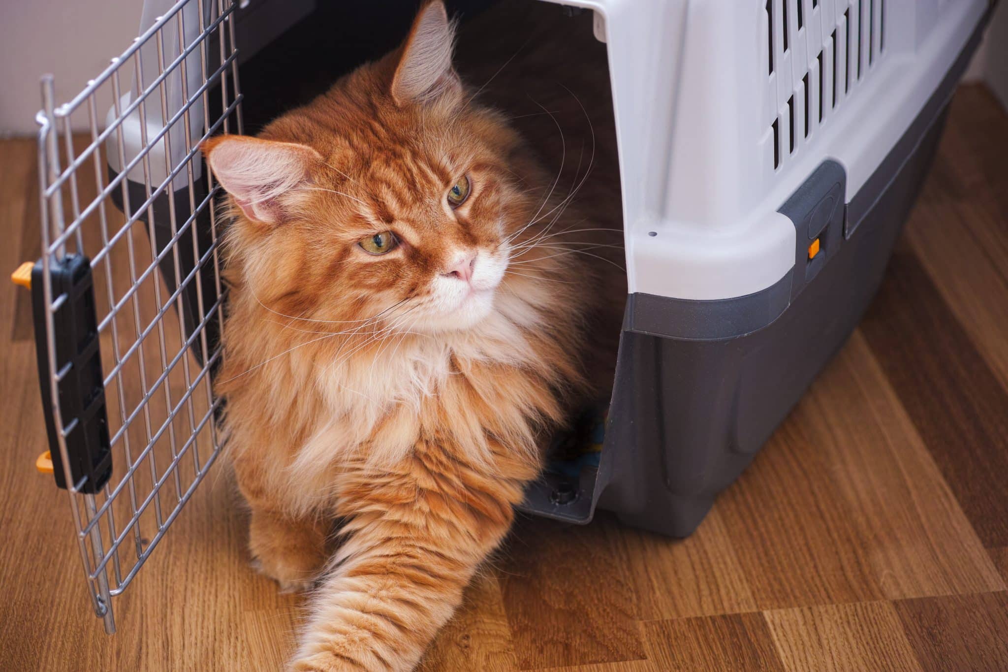 adult cat enjoying time in cat carrier